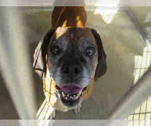 Puggle Dogs for adoption in Orange, CA, USA