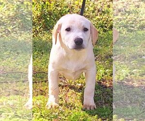 Labrador Retriever-Unknown Mix Dogs for adoption in Wetumpka, AL, USA