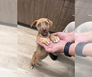 American Pit Bull Terrier-Labrador Retriever Mix Dogs for adoption in Pearland, TX, USA
