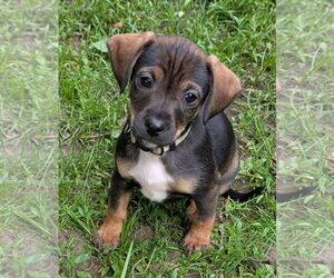 Chihuahua-Unknown Mix Dogs for adoption in Brooklyn Center, MN, USA