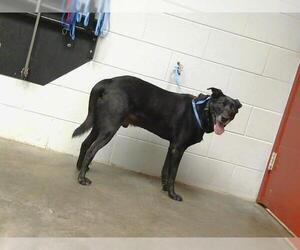 Labrador Retriever Dogs for adoption in St. Cloud, FL, USA