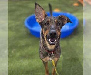 Mutt Dogs for adoption in Las Vegas, NV, USA