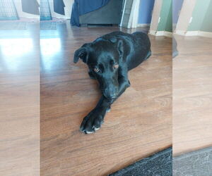 Labrador Retriever-Unknown Mix Dogs for adoption in Coldwater, MI, USA