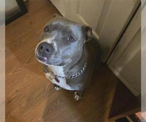 American Staffordshire Terrier Dogs for adoption in San Antonio, TX, USA