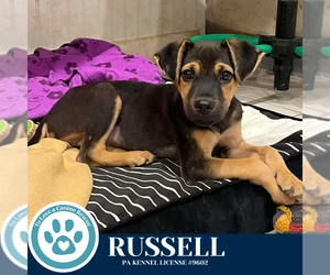 Medium Photo #2 Miniature Pinscher-Unknown Mix Puppy For Sale in Kimberton, PA, USA