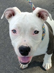 American Pit Bull Terrier Dogs for adoption in Newport Beach, CA, USA