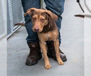 Mutt Dogs for adoption in Terre Haute, IN, USA