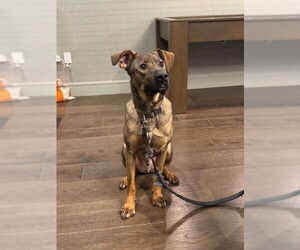 Mutt Dogs for adoption in Plainfield, IL, USA