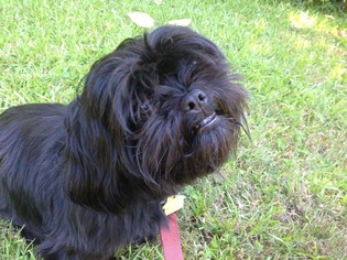 Shih Tzu Dogs for adoption in Mobile, AL, USA