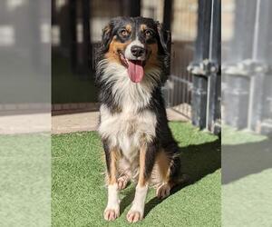 Australian Shepherd Dogs for adoption in Sacramento, CA, USA