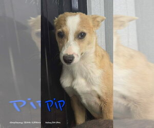 Mutt Dogs for adoption in Foristell, MO, USA