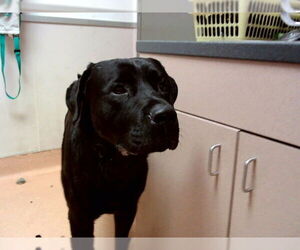 Labrottie Dogs for adoption in Martinez, CA, USA