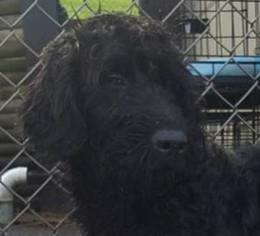 Poodle (Standard) Dogs for adoption in Smithfield, PA, USA