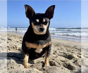 Miniature Pinscher Dogs for adoption in Victorville, CA, USA