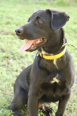 Labrador Retriever-Unknown Mix Dogs for adoption in Helena, AL, USA