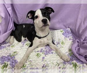 Staffordshire Bull Terrier-Unknown Mix Dogs for adoption in Modesto, CA, USA