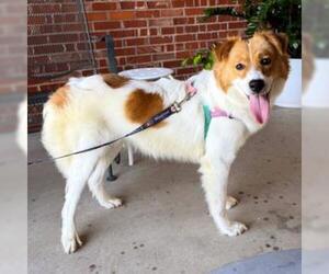 Mutt Dogs for adoption in Tulsa, OK, USA