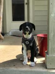Border Collie Dogs for adoption in San Antonio, TX, USA