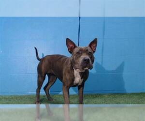 American Boston Bull Terrier Dogs for adoption in Orlando, FL, USA