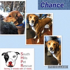 Mutt Dogs for adoption in South Park, PA, USA