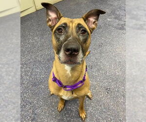 German Shepherd Dog-Unknown Mix Dogs for adoption in Anchorage, AK, USA