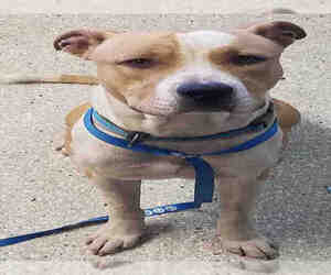American Pit Bull Terrier Dogs for adoption in Lodi, CA, USA