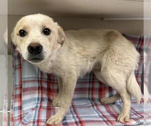 Australian Kelpie-Unknown Mix Dogs for adoption in HESPERIA, CA, USA