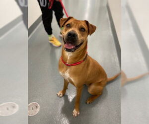 American Pit Bull Terrier-Unknown Mix Dogs for adoption in Baytown, TX, USA