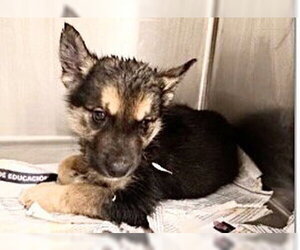German Shepherd Dog-Unknown Mix Dogs for adoption in Houston, TX, USA