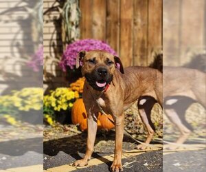 American Pit Bull Terrier-Labrador Retriever Mix Dogs for adoption in Sewaren, NJ, USA