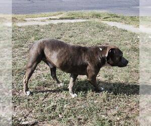 American Staffordshire Terrier-Unknown Mix Dogs for adoption in San Antonio, TX, USA
