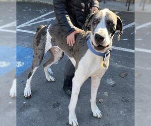 Great Dane Dogs for adoption in Priest River, ID, USA