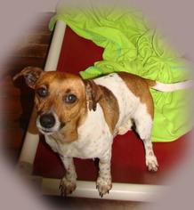 Beagle-Unknown Mix Dogs for adoption in Dahlgren, VA, USA