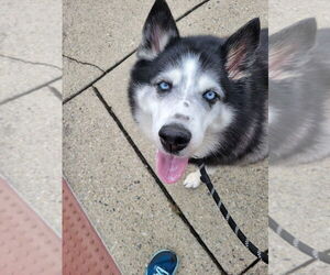 - Mix Dogs for adoption in Westwood, NJ, USA