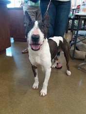 Bull Terrier Dogs for adoption in Bellbrook, OH, USA