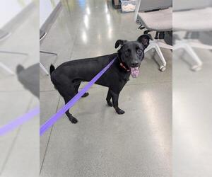 Labrador Retriever-Unknown Mix Dogs for adoption in San Martin, CA, USA