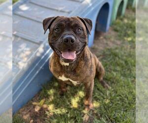 Mutt Dogs for adoption in Modesto, CA, USA