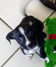 Small American Pit Bull Terrier-Pointer Mix