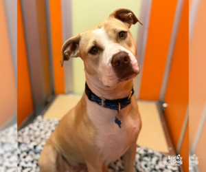 Retriever -Unknown Mix Dogs for adoption in Washington, DC, USA