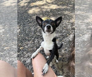 Chihuahua Dogs for adoption in St. Augustine, FL, USA