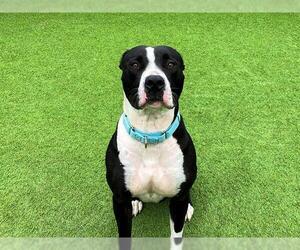 American Pit Bull Terrier Dogs for adoption in Orange, CA, USA