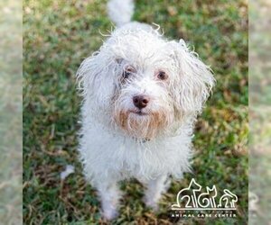 Maltese-Unknown Mix Dogs for adoption in Irvine, CA, USA
