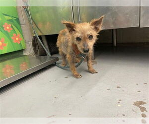 Mutt Dogs for adoption in Waco, TX, USA