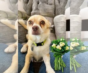 Chihuahua Dogs for adoption in Menifee, CA, USA