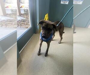 Boxer-Unknown Mix Dogs for adoption in Newton, NC, USA