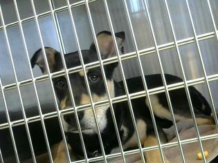 Shepweiller Dogs for adoption in Nashville, TN, USA