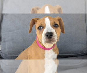 American Pit Bull Terrier-Unknown Mix Dogs for adoption in Tampa, FL, USA