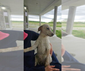 Jack Russell Terrier-Mountain Cur Mix Dogs for adoption in Aurora, IN, USA