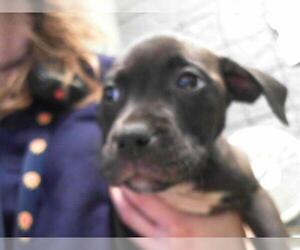 American Pit Bull Terrier Dogs for adoption in Tulsa, OK, USA