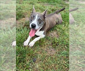 Mutt Dogs for adoption in Conroe, TX, USA